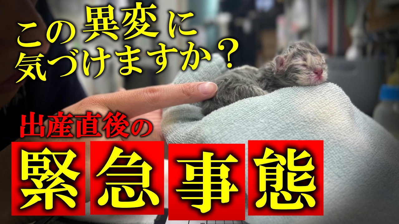 猫のお産中に大変な事が起きました。