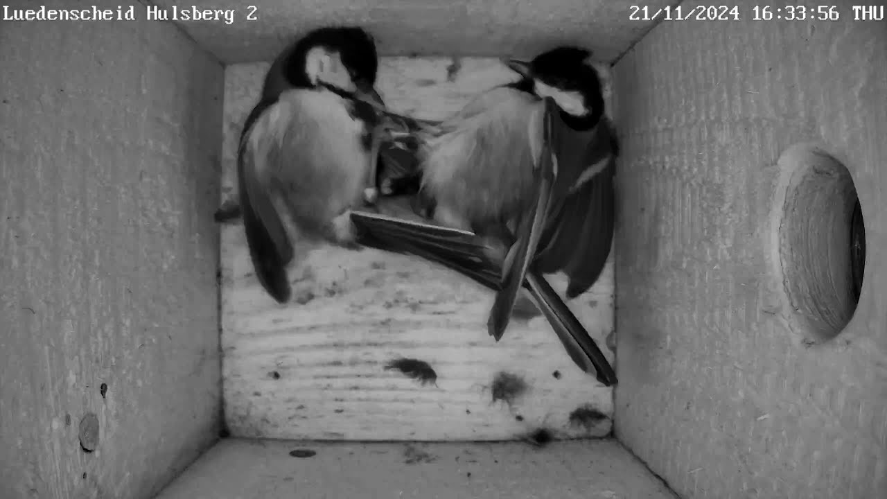 Der Schlafplatz wird verteidigt! | 21.11.2024