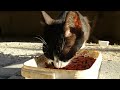 Hungry Tuxedo Cat Is Eating Food Helping Stray Cats In Turkey