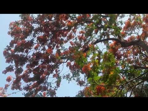 #summer #morning #flower #nature #sunnyday #krisnochura #windblows