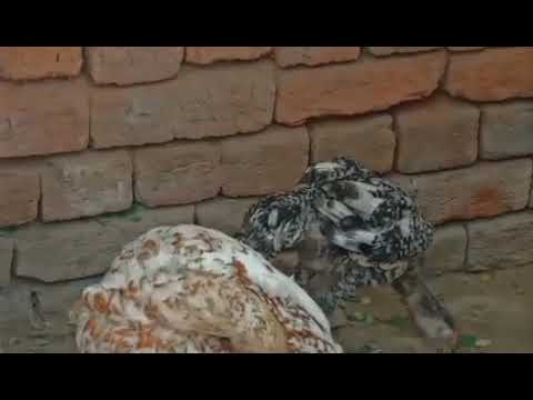 The Morning Singers 🌅#Free Spirits of the Sky 🌍#Golden Feathers of Dawn ✨#Nature’s Flying Gems 🪶💎###