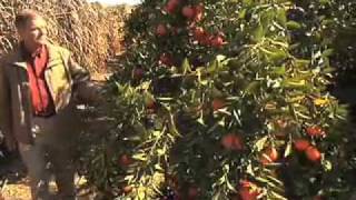 preview picture of video 'Georgia Grown Citrus  - Georgia Farm Monitor'