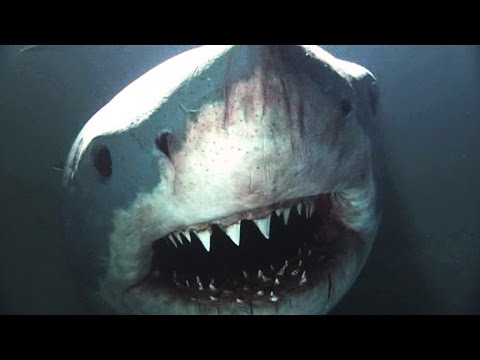 The Science of Shark Attacks