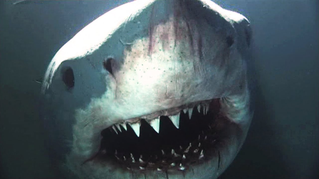 The Science of Shark Attacks