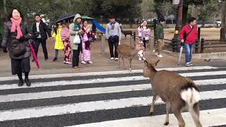 [問卦] 日本人：臺灣狗會看紅綠燈！