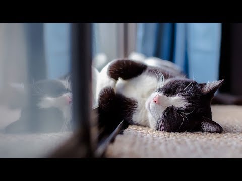 How to Reduce Fever in Cats - Method 1 - Taking Care of Cats