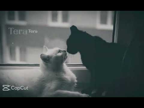 Me and my hubby as a cat😌❤️‍🩹🎀❤️‍🔥# Tanisha R ar bow🥰😌🎀❤️‍🩹💋