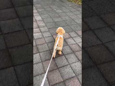 経営学科 元気に歩くトイプードル11ヶ月　 #toypoodle #puppy #poodle　#トイプードル