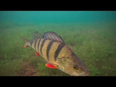 Fische gucken im Heeder See. Barsche und Hechte