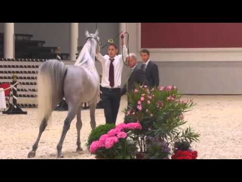 Berlin Cup Werder 2013 - Stallion 4-6 years old (Class 12) - N.30 AUTHENTIC MAHAB