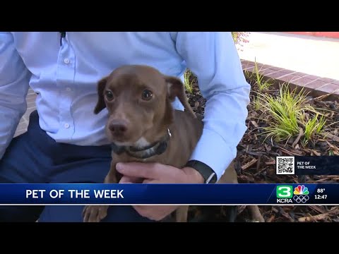 Pet of the Week for Sept. 17: Meet Vtitton - YouTube