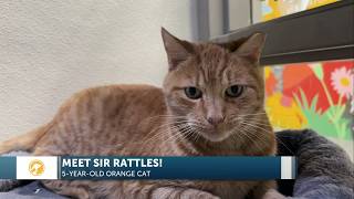 Furry Friends: Sir Rattles is very chatty!