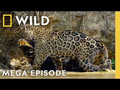 Lethal Animal Battles Captured on Camera | MEGA Episode | Nat Geo Animals