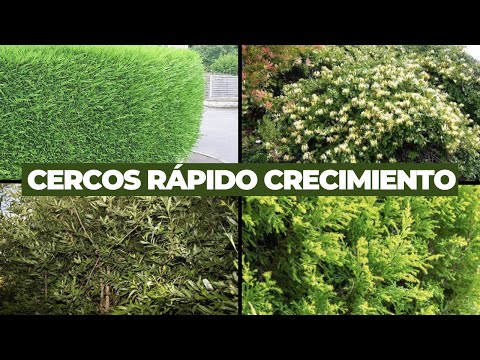 Los 5 Mejores CERCOS VIVOS de Rápido crecimiento