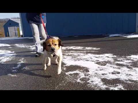 Shelby, an adopted Beagle Mix in Kittanning, PA_image-1