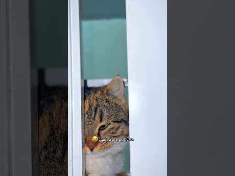 Lazy 🐈! #cat #cats #pets