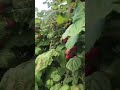 Eden Thottam Rasberry