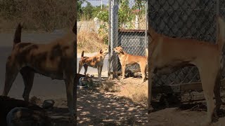 animales dos perros al final de la cerca