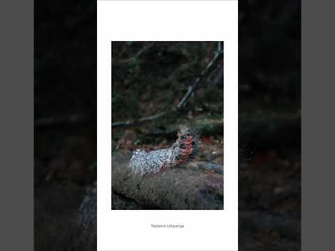 From Blurry Bug to Stunning Shot! | Mobile Photo #shorts #photography #editing #lightroom #creative