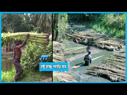 বৃষ্টির অভাবে দুঃশ্চিন্তায় পাট চাষীরা