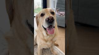 Ну есть же польза от лабрадора😁