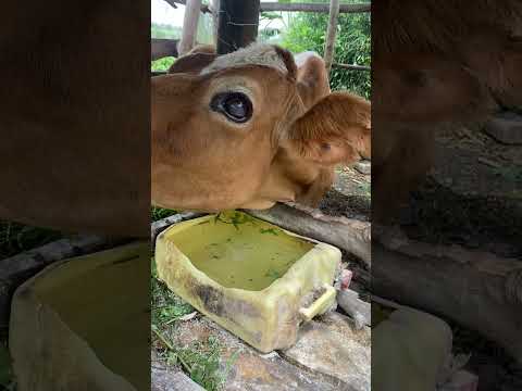 Feeding a cow is such an adventure to be had in a village 