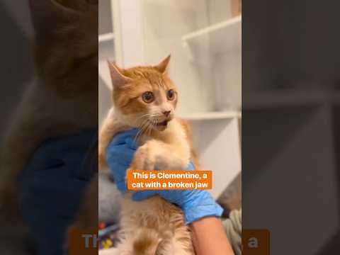 Staff works to transport Clementine the cat and other animals from Los Angeles during the wildfires to Utah