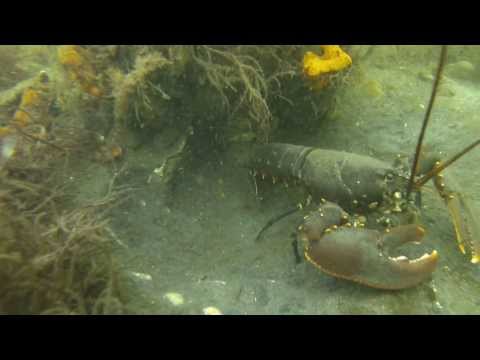 Bommenede Teamduik, Snorkelen en Bubblemakers