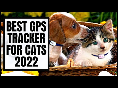 Best GPS Tracker for Cats 2022