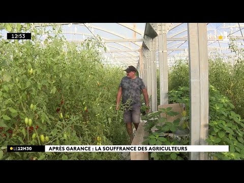 A Saint-Joseph, les tomates de Charles-André Mussard ont souffert.