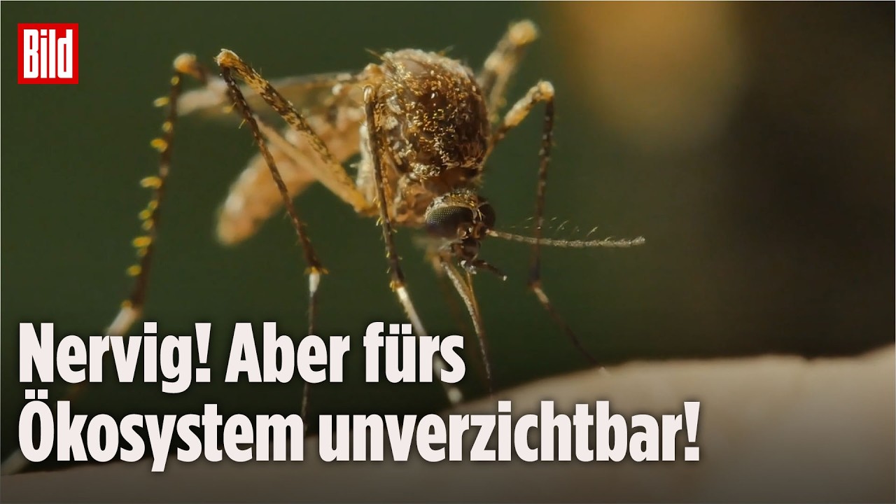 Mücken ausrotten? - Keine gute Idee! Warum das Ökosystem ohne sie kollabieren könnte!