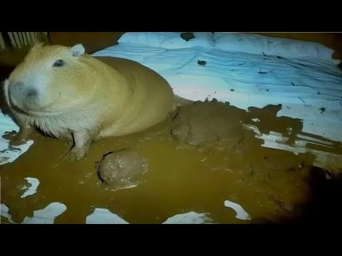 Top 4 Capybaras