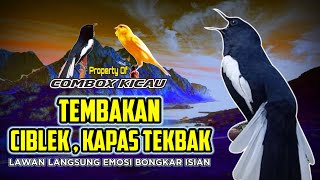 Download lagu KACER GACOR | TEMBAKAN CIBLEK, KAPAS TEMBAK BUAT GACOAN ANDA MAKIN NGOTOT mp3