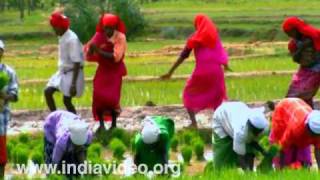 Kambara Nritham  an agrarian ritual dance from Wayanad 