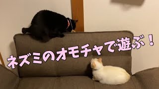 【こねこ】ネズミオモチャでひたすら遊ぶ！