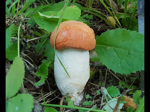 Белые грибы в Подмосковье и Тульской области ! Конец июльской грибной аномалии август 2018 !