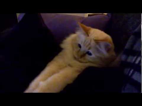 Just playing, Topi - Birman - pyhä Birma - red tabby - flame