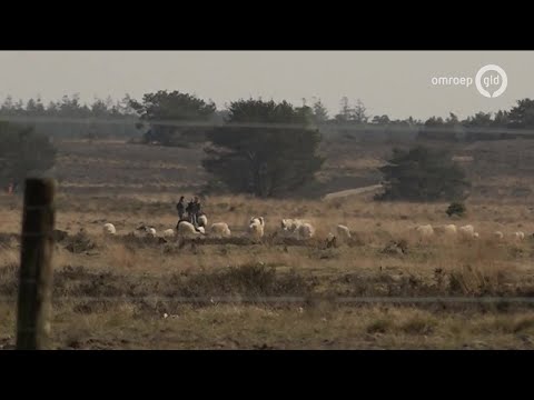 GLD Nieuws 20 mei 2019 - Maandag 20 mei