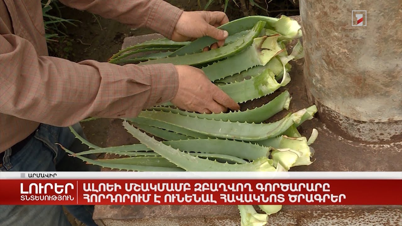 Հալվեի մշակությամբ զբաղվող գործարարը հորդորում է ունենալ հավակնոտ ծրագրեր