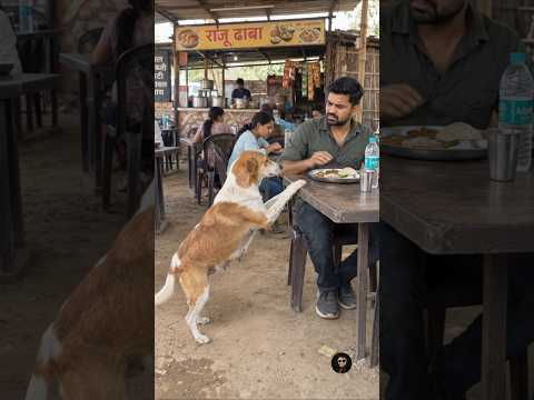2 Roti Inko Dal diya kro🥺🙏 #bhukadog #massomdog #helpeveryone #ytshorts #shortanimation