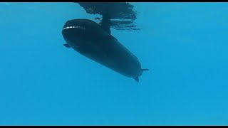 TF72 Naracoorte 2019 Subs Trafalgar Class HMS Triumph