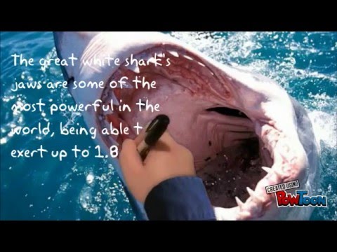 colossal squid vs great white