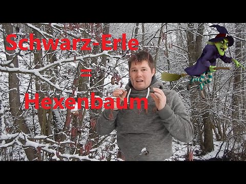 Kleines Waldlexikon (6) - Schwarz-Erle (Alnus glutinosa), Baum der GEISTER, HEXEN und DÄMONEN