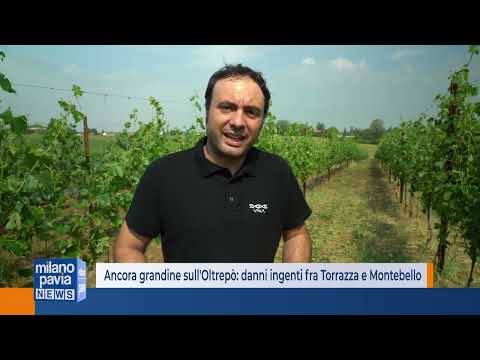 Ancora grandine sull'Oltrepò: danni ingenti fra Torrazza Coste e Montebello della Battaglia