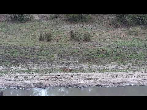 Djuma: Blacksmith Lapwing chicks feeding  - 05:50 - 11/09/21