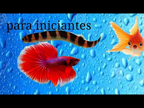 Peixes muito resistentes para iniciantes