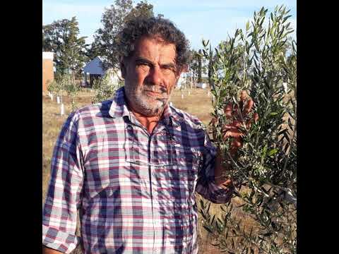 MANEJO AGROECOLÓGICO DE OLIVOA PATRIMONIALES PATAGÓNICOS