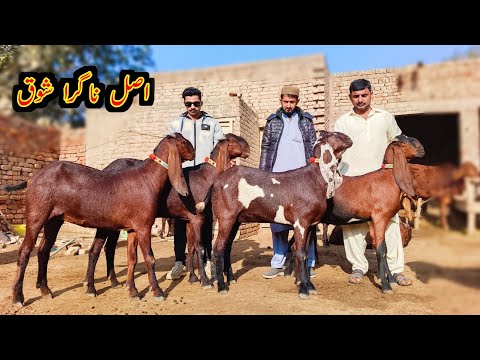 Amrtsari And Nagra Goats Of Ahmar Bhai  - Goat Farming - Beetal Goats