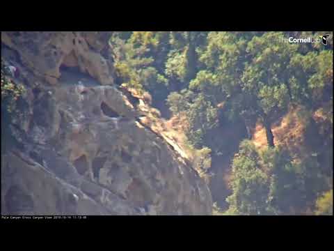 2019.10.14 Pole Canyon Condor Nest