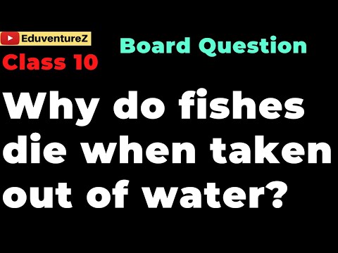 YouTube video about: Why do fishes die when taken out of water?